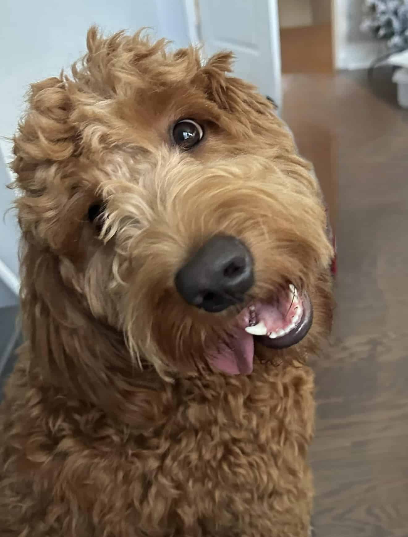 Brody Bear's Profile Image
